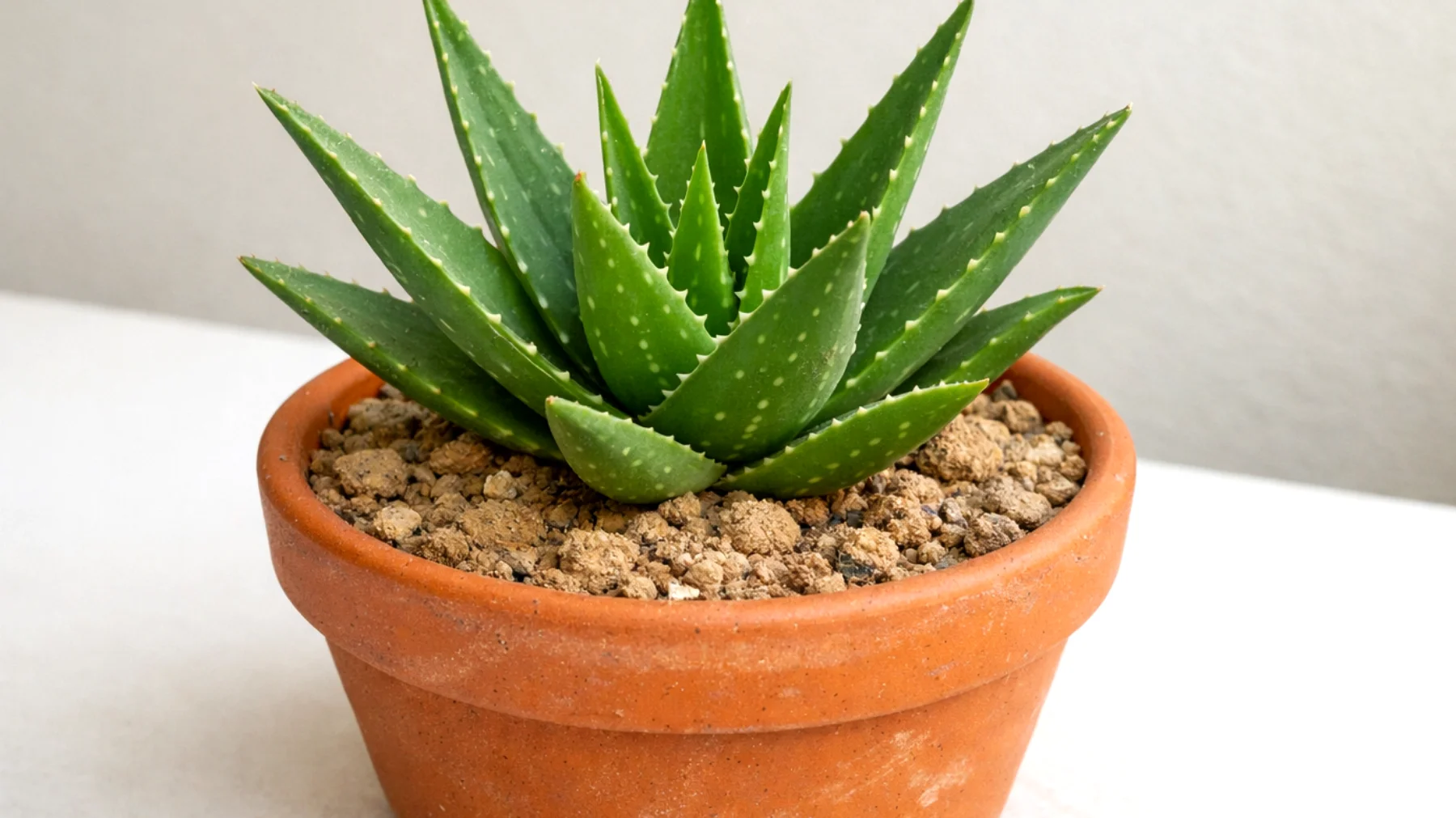 Aloe vera"